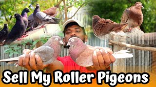 💥🕊️ Sell My Roller Pigeons (surprising One )