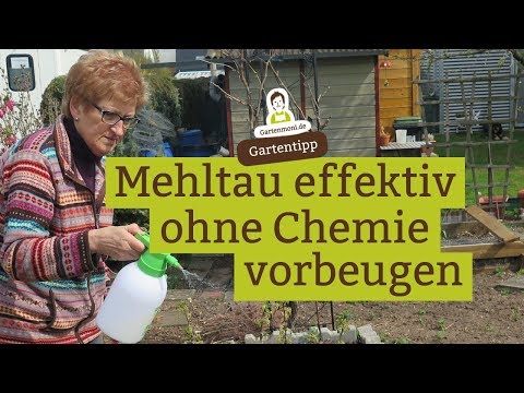 , title : 'Mehltau einfach und effektiv vorbeugen - ohne Chemie!'