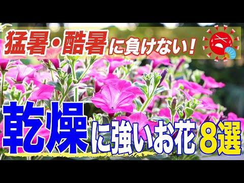 園芸 乾燥に強い植物