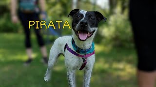 Video preview image #1 American Pit Bull Terrier-Pointer Mix Puppy For Sale in Rockaway, NJ, USA