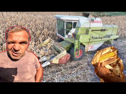 NA LÁSSUK MILYEN AZ IDEI KUKORICA?