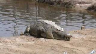 preview picture of video 'Australia Queensland Crocodiles at Koorana Crocodile Farm 1 of 4'