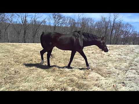 Preakness Stakes and Belmont Stakes Winner Hansel