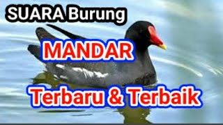 Download lagu Suara Pikat Burung Mandar. Paling mantap. mp3