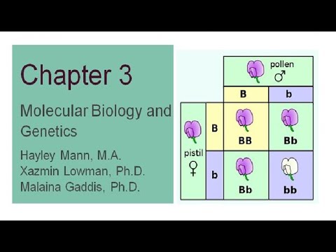 Explorations Chapter 3 Molecular Biology and Genetics