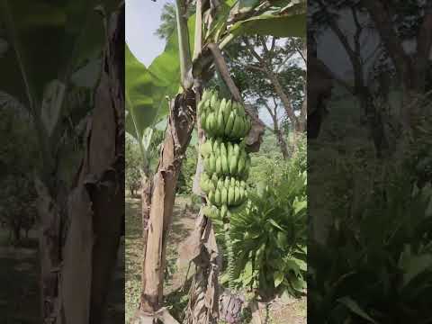 Casa en venta en Hojancha #venta #realestate #bienesraices #inmuebles #inmobiliaria #casaenventa