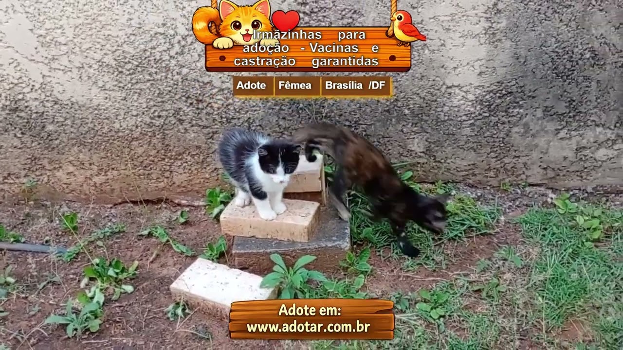 Gato raça SRD-ViraLata idade Abaixo de 2 meses nome Irmãzinhas para adoção - Vacinas e castração garantidas