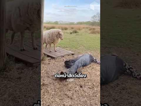 เธอแกล้งเป็นลมต่อหน้าสัตว์เลี้ยง แล้วดูว่าจะเกิดอะไรขึ้น