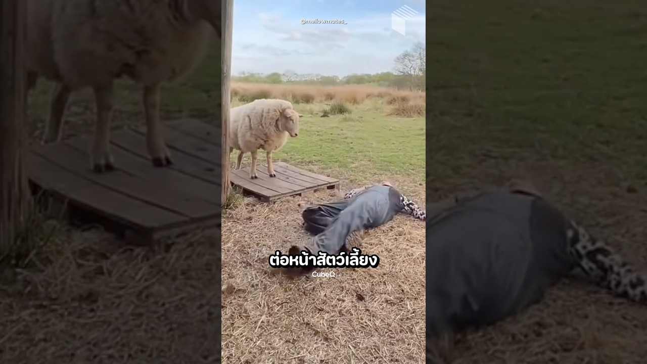 She pretended to faint in front of her pets and saw what would happen.