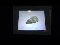Sesame Street Cock Crow William Wegman Nursery Rhymes 1999