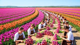 #amsterdam #tulip #festival gameplay video by alucas, 17:31 duration