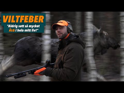 Drevjakt - Danne slår personbästa i viltobs!