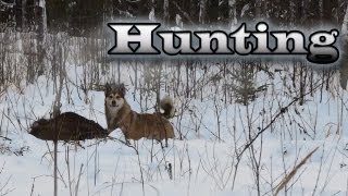 preview picture of video 'Охота на лосей с лайкой..m2t'