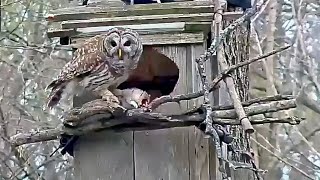 Male Owl Delivers Gray Squirrel to Barred Owl Nest (Brown Creeper Creeps on By!) | April 10, 2024