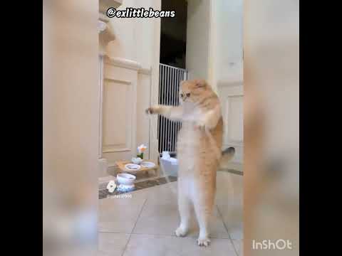 cat rashi khud rhi h funny cat video #cat #catlover #cute #cutec #cutecat #funny