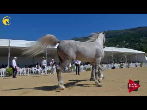 N.108 FUERTE - MENTON 2017 - Colts 3 years old (Class 8)