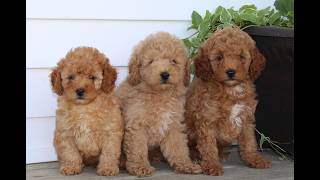 Video preview image #1 Poodle (Miniature) Puppy For Sale in KIRKWOOD, PA, USA