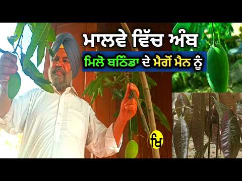Bathinda Mango man।।ਮਿਲੋ ਬਠਿੰਡੇ ਦੇ ਮੈਗੋ ਮੈਨ ਨੂੰ।।