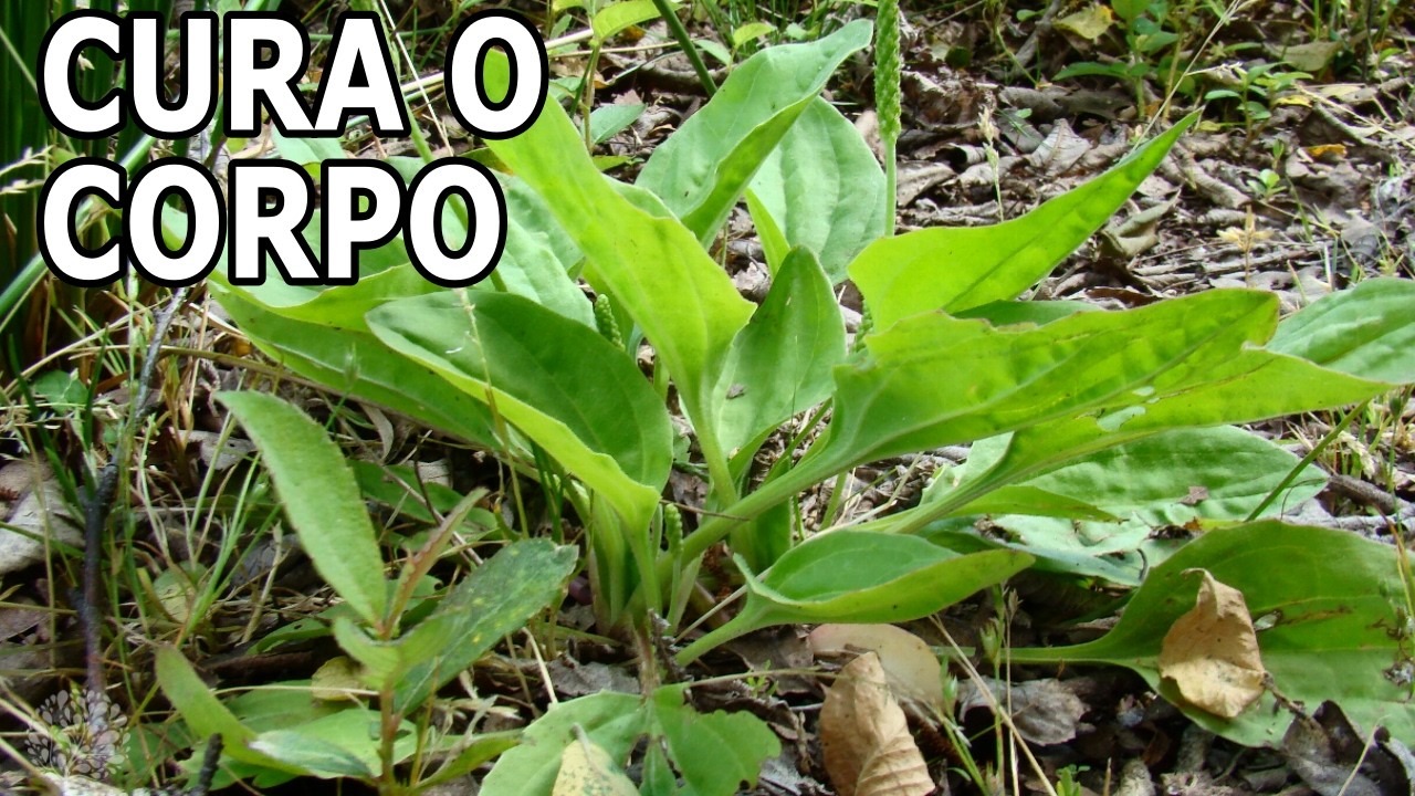 Combate Varizes, Hemorroidas, Cistos, Próstata Inflamada e Herpes #Remédio 💖 MARILENE SARAH FIALHO