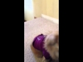 Bad Dog Time Out