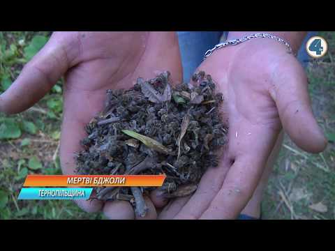 Мертві бджоли: Замість гречаного меду пасічники із Мишкович позбулися більшої половини комах