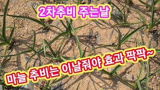 마늘 추비는 이날줘야 비료발 팍팍~~ 2차추비 주는날 귀농귀촌 주말농장 텃밭