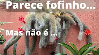 Miniatura do vídeo