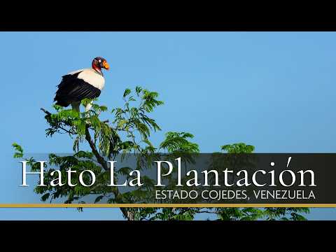 Birds and Fauna from El Hato La Plantacion, Cojedes, Venezuela