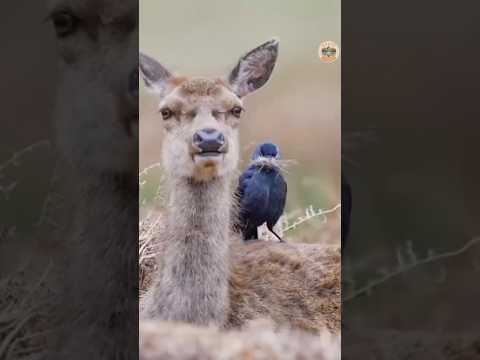 Kargalar Geyiklerin Tüylerini Neden Yoluyor? Şaşırtıcı Gerçek! 🐦🦌
