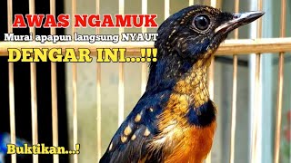 Download lagu Pancingan murai trotol dan pastol BUNYI GACOR buat murai trotol belajar bunyi murai trotol gacor 450 mp3 Download lagu Pancingan murai trotol dan pastol BUNYI GACOR buat murai trotol belajar bunyi murai trotol gacor 450 mp3