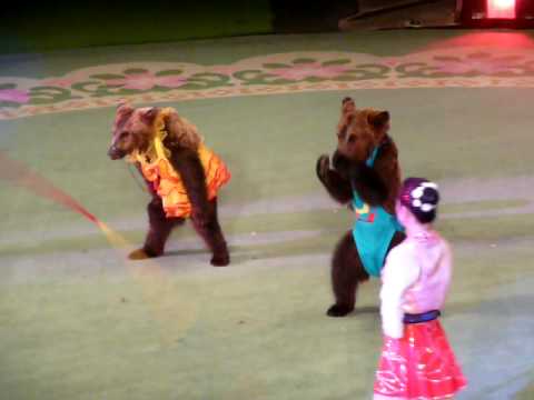 Dancing Bears at the Circus in Pyongyang, North Korea