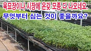 육묘장이나 시장에 온갖 모종 나오고 있네요. 무엇부터 심는 것이 안전할까요?(텃밭농사 모종 심기, 모종 심는…