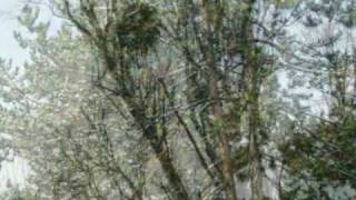 Trees are Life for All of Us!