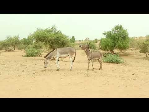 Gadeh in village with jungle |@AnimalsofLover |#animals 