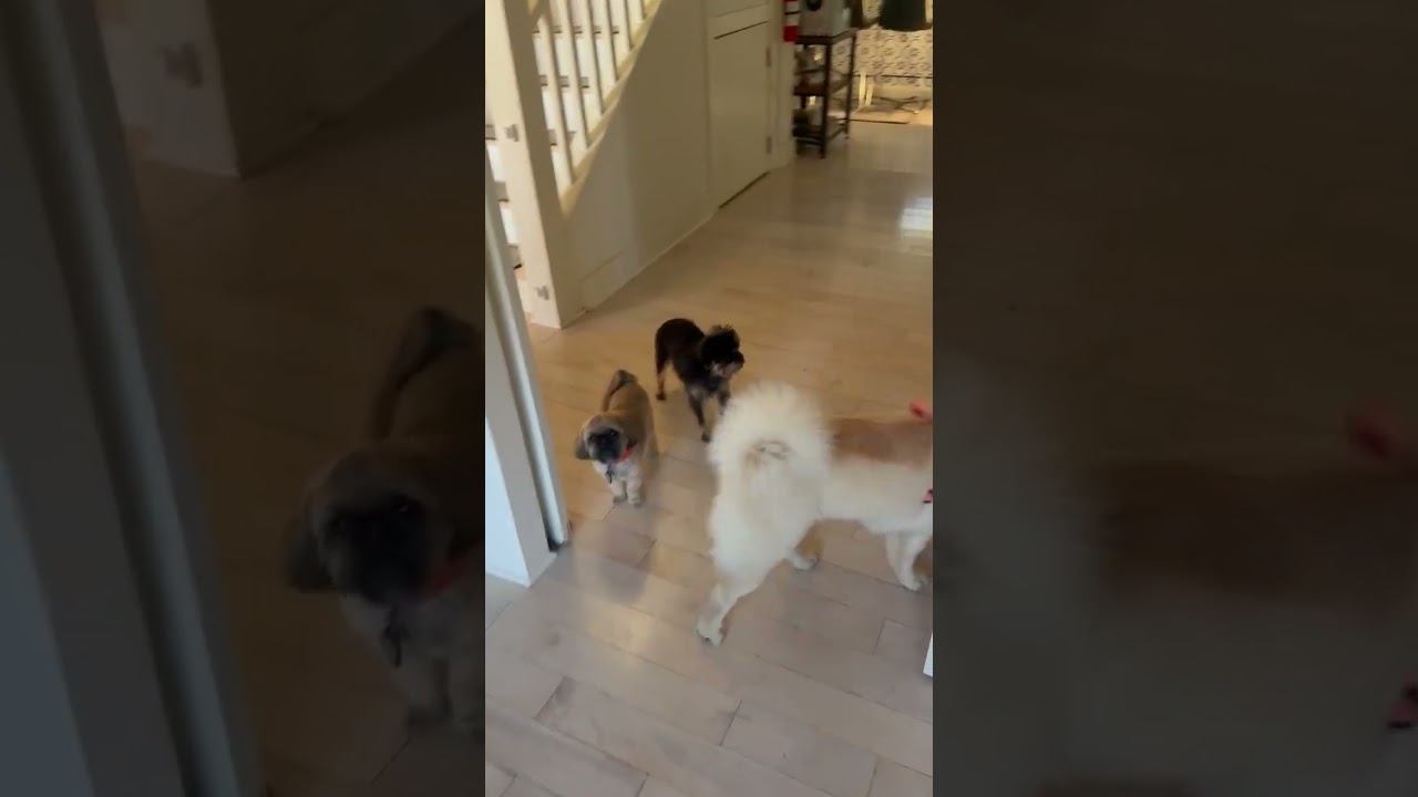 Enlarge Lily, a Adoptable Chow Chow in Sacramento, CA video 5/6