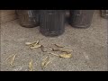SpongeBob Shouts To Matthew And Sooty Not To Step On The Banana Peel