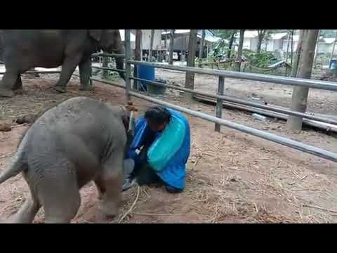 Playing with animal#shorts #trending #viral #funny #video ||  safdar nawaz official ||