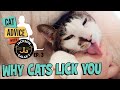 Why Do Cats Lick You Is It Obsession Or Affection
