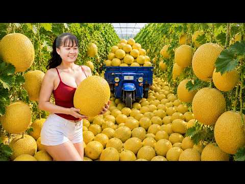 [TIMELAPSE] 301 Days Harvesting Tons of Golden Melons and Pomelos Go to Village Market Sell
