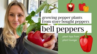 Growing Pepper Plants From Store Bought Peppers & Pruning Them For Maximum Yield