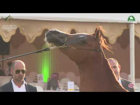 N 79 TREASURE AS   KAAHC 2019   Fillies 2 Years Old Class 2A