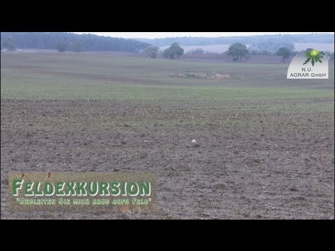 55. Feldexkursion: Brachfliege und Rübenernte - NU Agrar, 19.10.2016