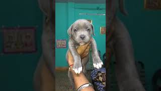 Am bully female// only 13k  /contactno-8800577849 // #pitbull #americanbully #pitbulldog #pitbulls