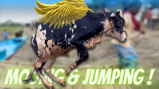 Download Lagu cow unloading, cow videos, cow video, big cow, goru hamba cow, Ep - 90 Thumbnail