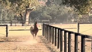 Elizabeth (Gypsy Cob x Standardbred)