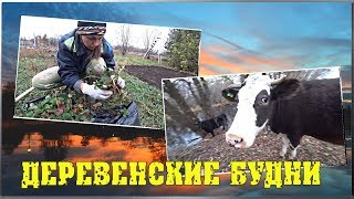 ДЕРЕВЕНСКИЕ БУДНИ Выпустили коров Посадили клубнику Выгрузил прицеп / Семья в деревне