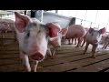 Organs For Human Transplants Could One Day Be Grown Inside Pigs