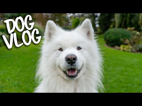 Day in the life of a Samoyed