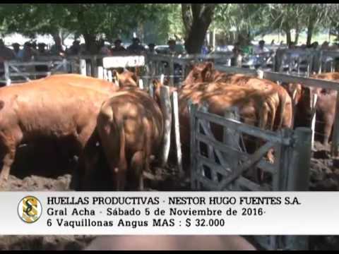 05-11-16 - Venta de Vaquillonas Angus MAS -  Huellas Productivas - Gral Acha
