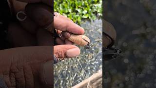 Download lagu Soft frog aneh by RZ lure, 4,5cm 7gram #mancing #shorts mp3